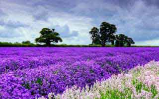 德比隐藏的战术玄机：多特故意把球交给阿尔卡拉斯，怎么回事然后突然提速